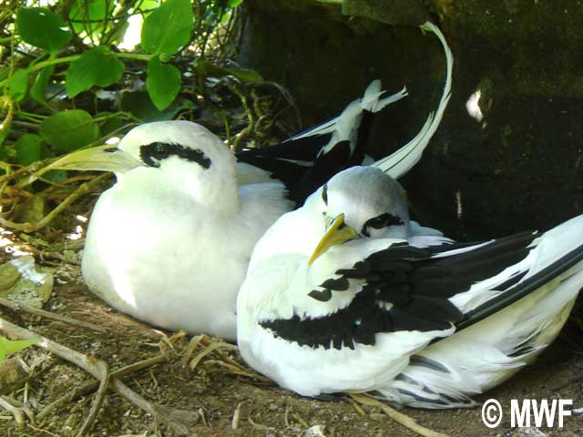 White-tailed  Tropicbird  nest